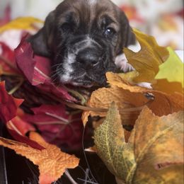 Boy 1 - Tan and white male Basset Hound puppy in Manteca, California from AKC Basset Hounds Puppy