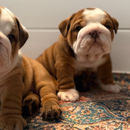 Bulldogs from DR BULLDOGS