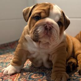 Bulldogs from DR BULLDOGS