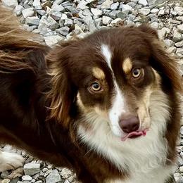 Primrose - Red tri female Miniature Australian Shepherd puppy in Somerset, Kentucky from Natural Life Ranch