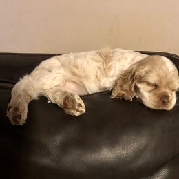 Cocker Spaniel Puppies from CamHardt Cockers Estate