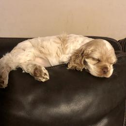 Cocker Spaniel Puppies from CamHardt Cockers Estate