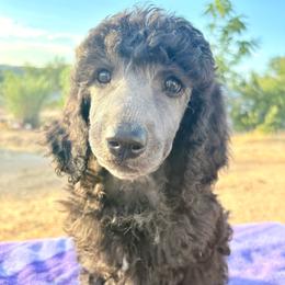 Colby (zEileen) - Parti male Poodle puppy in Meadowbrook, California from Standard Poodle Pups