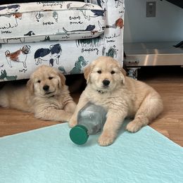 Golden Retriever Puppies from Golden Hour Golden Retrievers