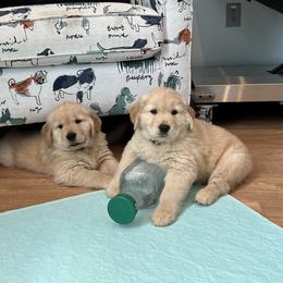 Golden Retriever Puppies from Golden Hour Golden Retrievers
