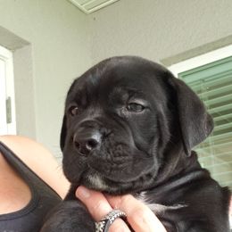Mr Silver - Black male Cane Corso puppy in Palm Coast, Florida from Northgold Cane Corso