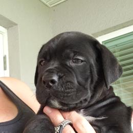 Mr Silver - Black male Cane Corso puppy in Palm Coast, Florida from Northgold Cane Corso