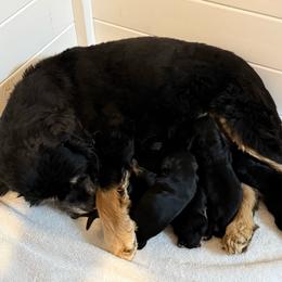 Baby boy number two - Black and tan male Cocker Spaniel puppy in Renton, Washington from Cam’s Cockers