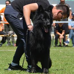 Garry - German Shepherd