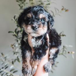 Everest - male Golden Mountain Doodle puppy in Greenbrier, Arkansas from Tilley's Southern Doodles