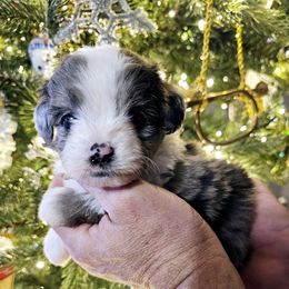 Australian Mountain Doodle, Bernedoodle, Companion Cross, and Shihpoo Puppies from Perfect Companion Puppies