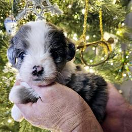 Australian Mountain Doodle, Bernedoodle, Companion Cross, and Shihpoo Puppies from Perfect Companion Puppies