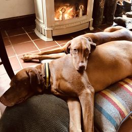 Vizsla All Grown Up from Diamond Vizslas