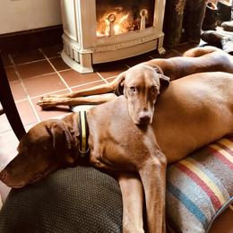 Vizsla All Grown Up from Diamond Vizslas