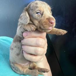Dream Boat - Dapple male Dachshund puppy in Bigfork, Minnesota from Dachshunds Up North