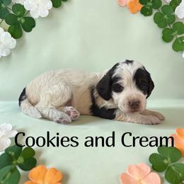 Cookies and Cream - Brown roan female Cockapoo puppy in Ellenburg Center, New York from Kristin's Puppies