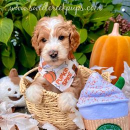 Aster - Fawn and white male Sheepadoodle puppy in Cambridge, Ohio from Sweet Creek Pups