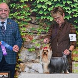 Yorkshire Terriers from CHABRE Yorkshire Terriers
