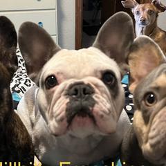 Elly - French Bulldog