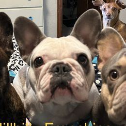 Elly - French Bulldog