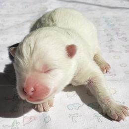 Blue collar Boy - White Samoyed puppy in Broomfield, Colorado from Klondike Snow Samoyeds