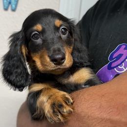 Rudolph - Black and tan male Dachshund puppy in Tampa, Florida from EntityDachs