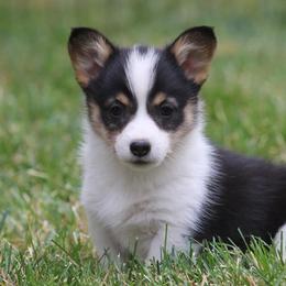 American Corgi Puppies from Diamond Corgis
