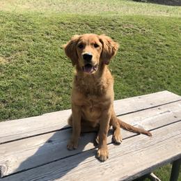 Golden Retriever Puppies from Rocky Mountain Field Goldens