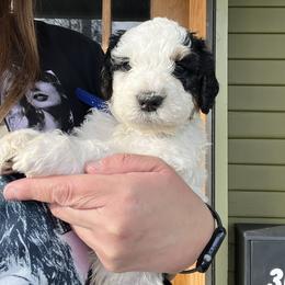 Bernedoodle Puppies from SoCal Bernedoodles