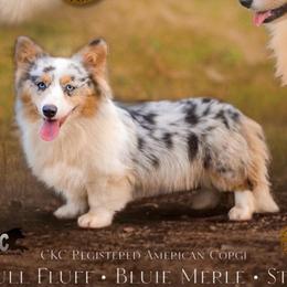 Wrigley - American Corgi