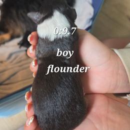 Flounder - Black tri male Miniature Australian Shepherd puppy in Saranac, Michigan from Pure Michigan Mini Aussies
