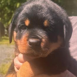 Blue Boy - Black and mahogany male Rottweiler puppy in Longview, Washington from Winters Rotties