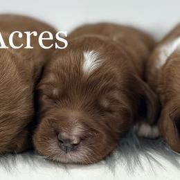 Boy 3 - Red  male Goldendoodle puppy in Milford, Indiana from Railway Acres Kennel
