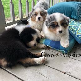 Australian Shepherd Puppies from Pine Grove Aussies
