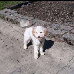 Snowy - Goldendoodle