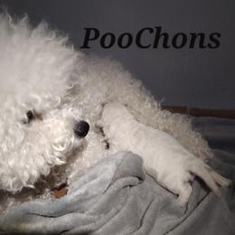 Poodle Puppies from Caboodles Of Poodles