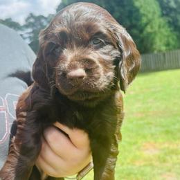 Purple - Liver female Boykin Spaniel puppy in Dublin, Georgia from Ashcraft's Boykin Spaniels