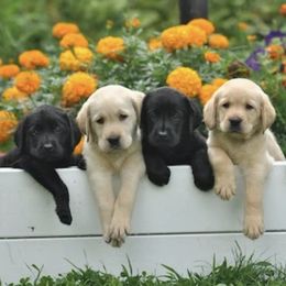 Labrador Retrievers from Janet Yosay
