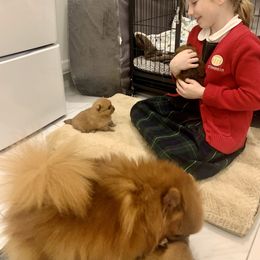 Pomeranian Puppies from Halo Poms