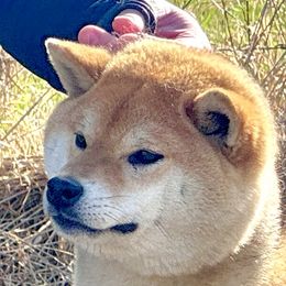 Gingie - Shiba Inu
