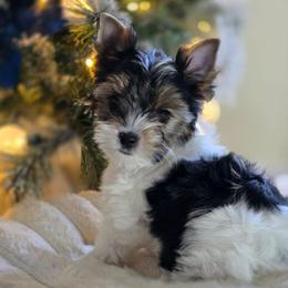 Ana - Black tan and white female Biewer Terrier puppy in Everett, Washington from 1 Star Dream Pups