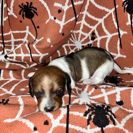 Max - Red male Dachshund puppy in La Junta, Colorado from Royal King’s Mini Dachshunds