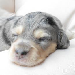 Dachshund Puppies from Dreamheart Dachshunds