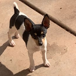 Toy Fox Terrier Puppies from Asgard Acres