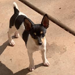 Toy Fox Terrier Puppies from Asgard Acres