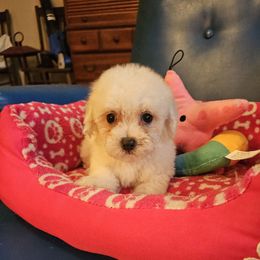 Buster - White and buff male Bichon Frise puppy in Chatham, Illinois from Bichon Frise Partnership
