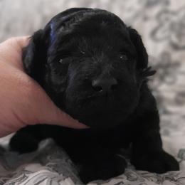Happy - Blue female Poodle puppy in Athol, Massachusetts from DoeValley Standard Poodles