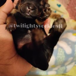 Yorkshire Terrier Puppies from Twilights Yorkies FL