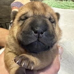Chinese Shar-Pei Puppies from Blackwitch Farms