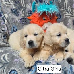 Citra Girl 2 - Light golden female Golden Retriever puppy in Niles, Michigan from Composer Goldens